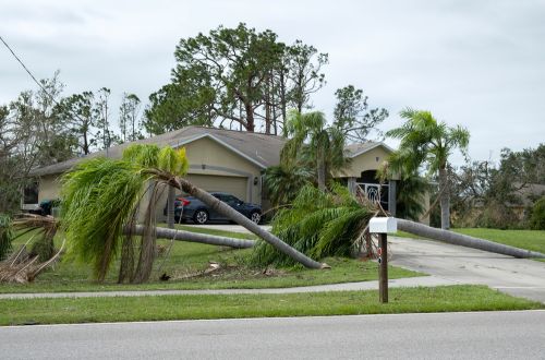 Storm debris cleanup and landscape recovery service in Pinellas County.