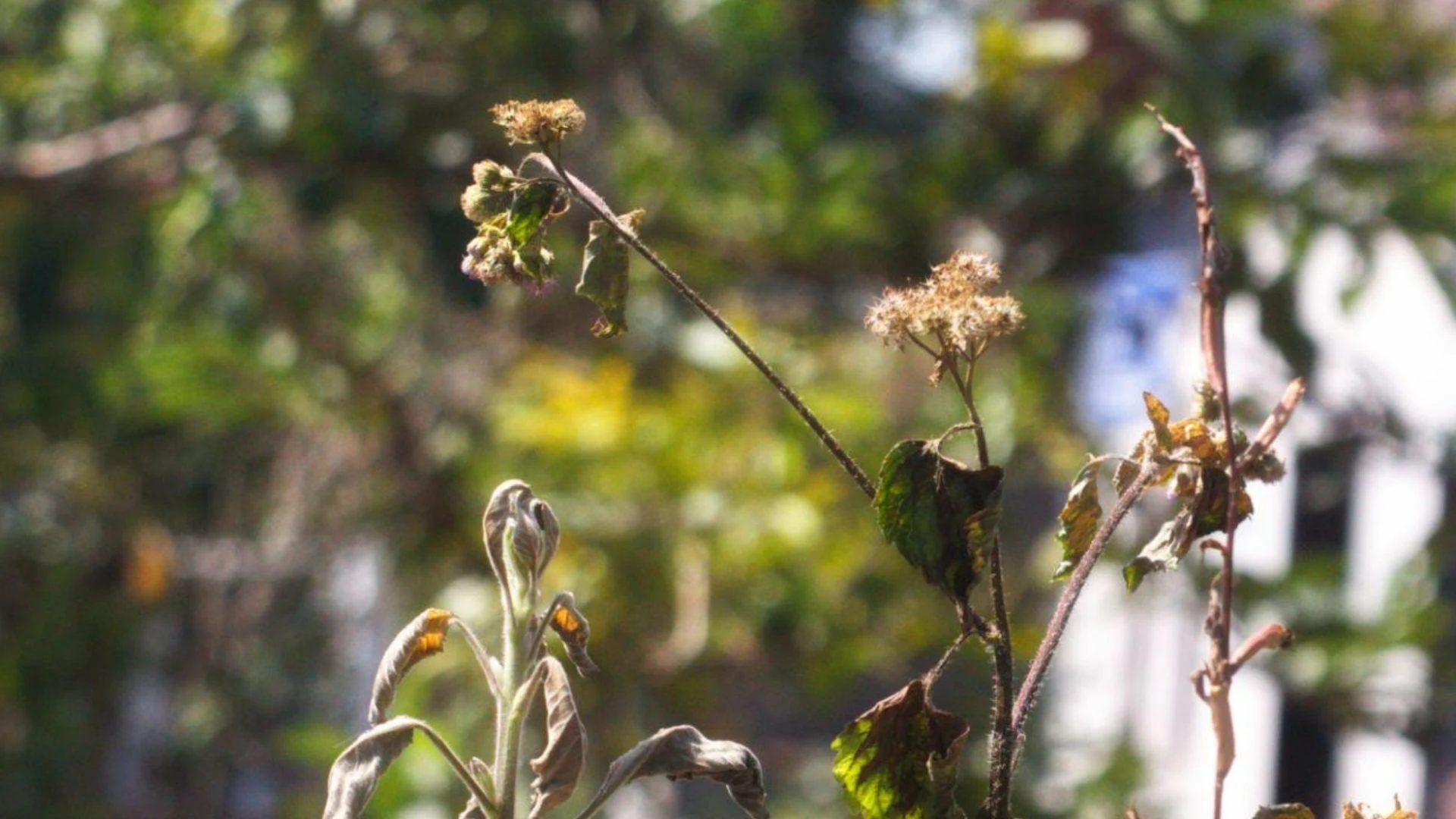 Wrong plant selection in landscaping showing plants damaged by unsuitable climate conditions