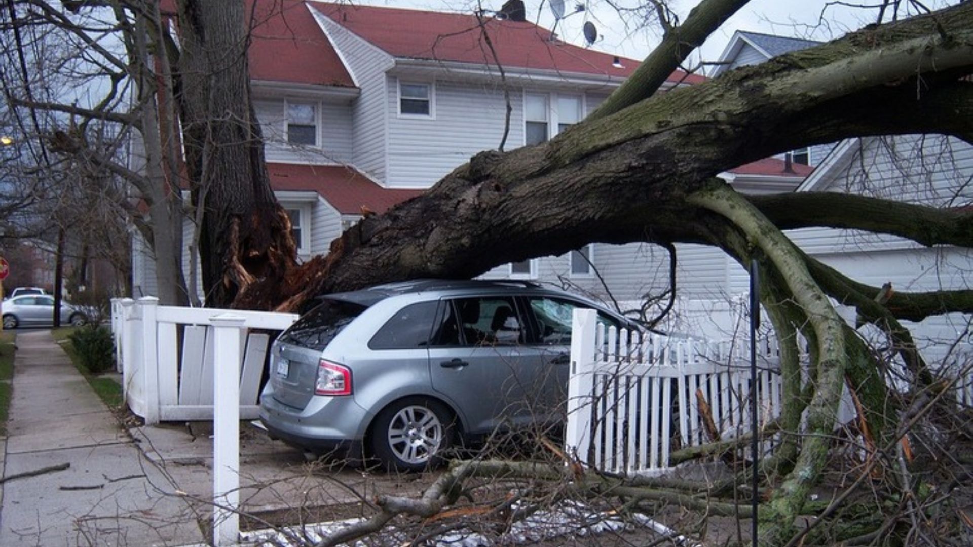 tree falling on car causing damage due to unmaintained branches