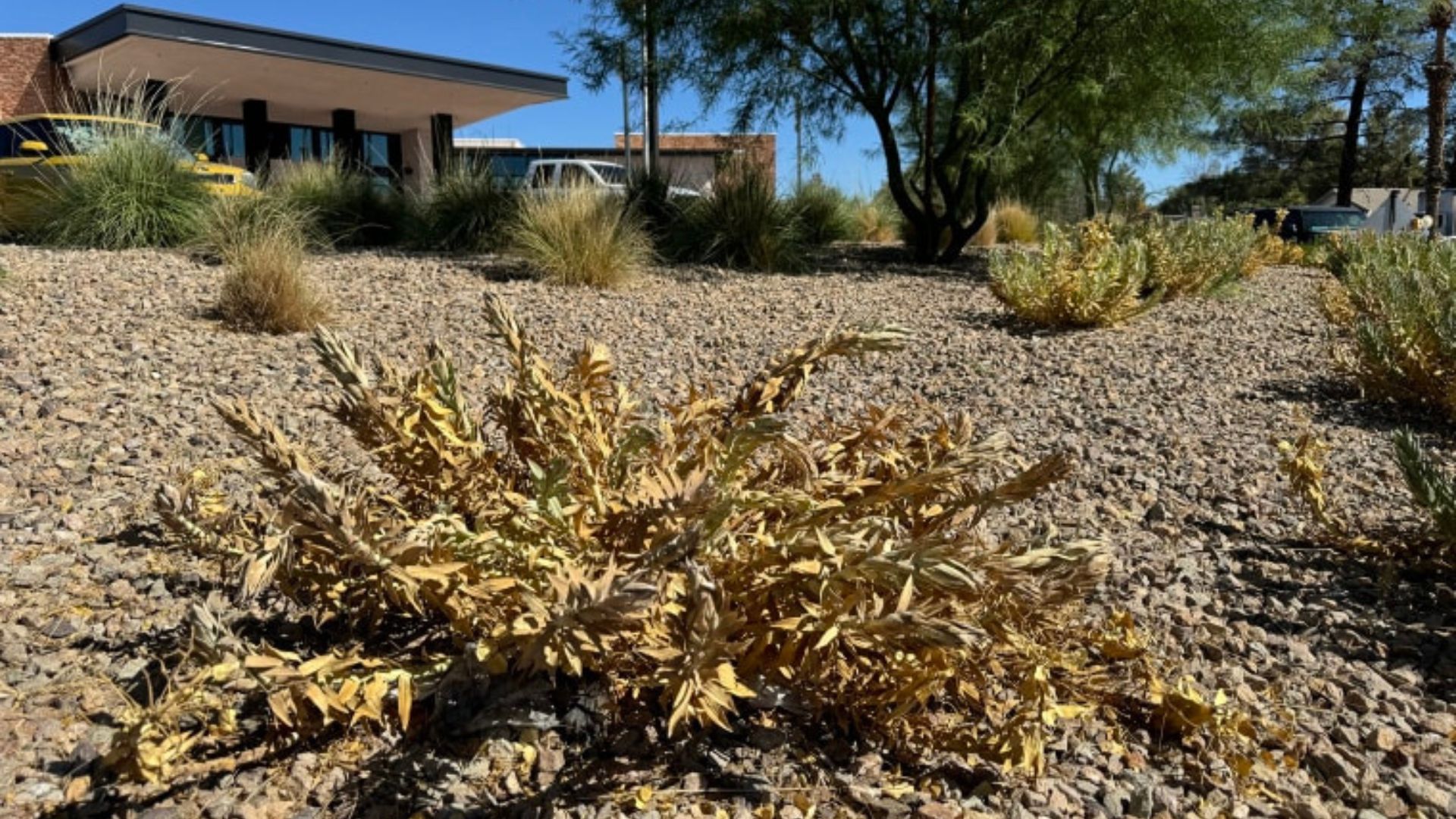 Plants affected by heat and humidity in Florida climate conditions