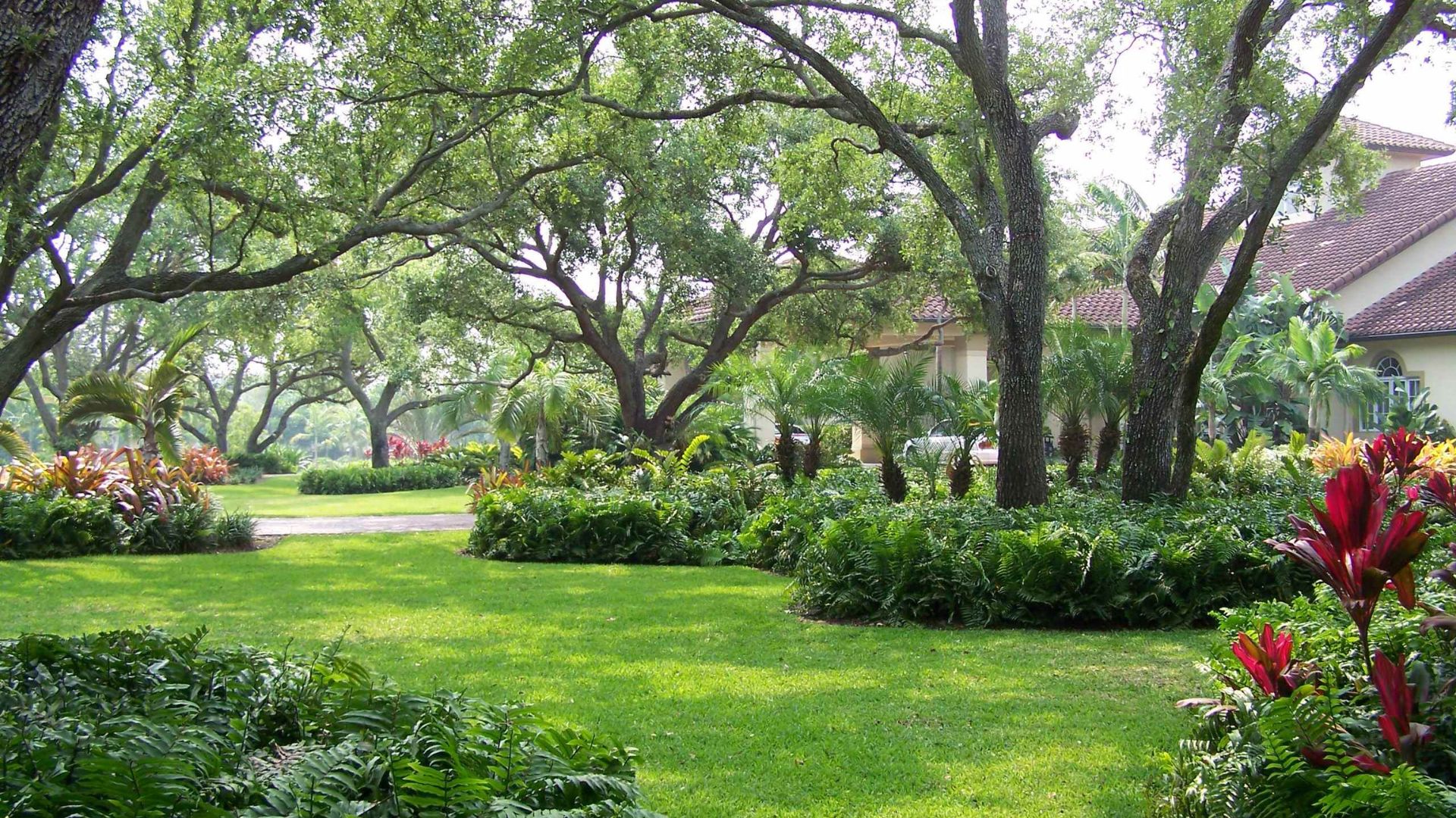 Healthy trees providing shade and value in Florida landscape design