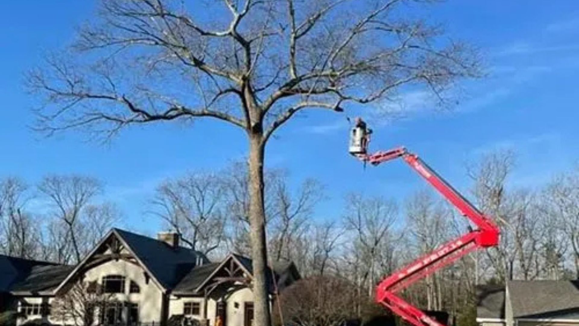 professional tree pruning using lift equipment for safe branch removal