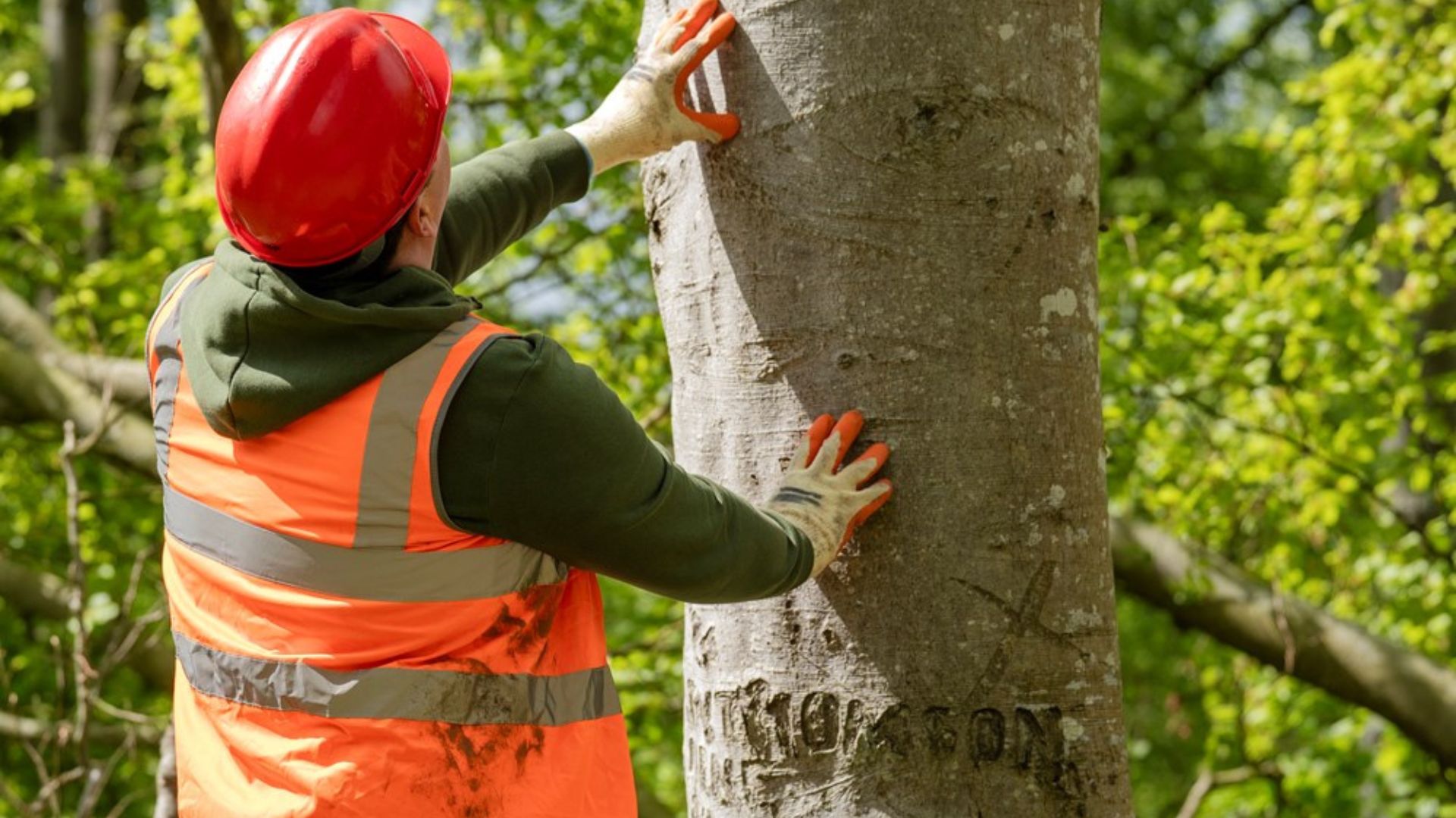 professional arborist cutting tree safely using proper equipment