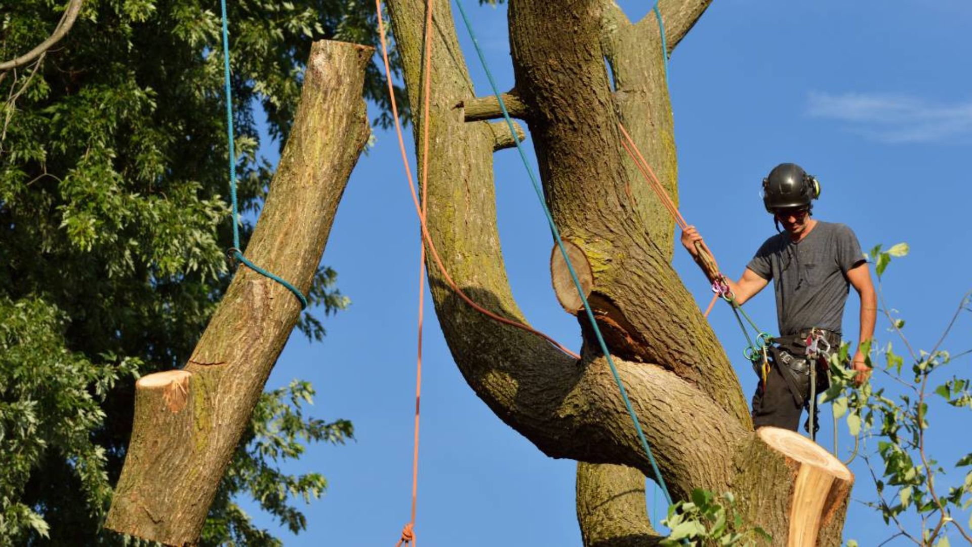arborist cutting large tree branches to prevent property damage