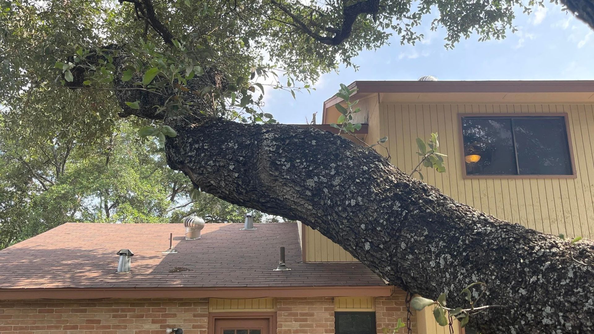 tree branch touching roof increasing risk of structural damage and moisture issues