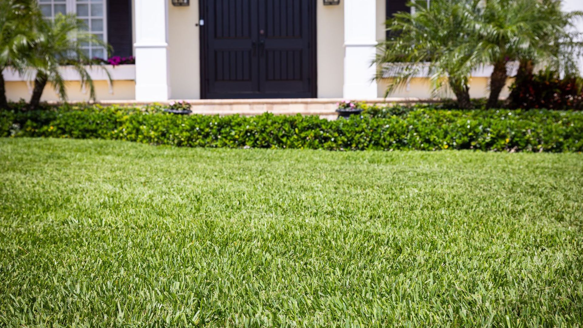 Struggling Florida yard with dry grass weeds and heat damage