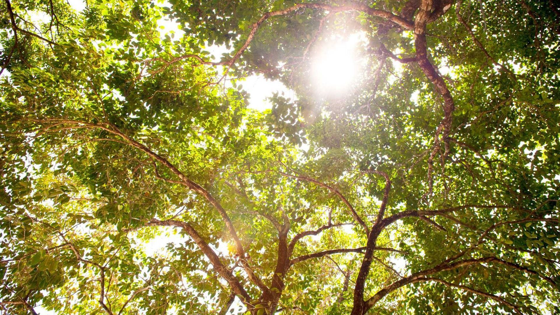 healthy tree canopy after pruning with improved sunlight and airflow