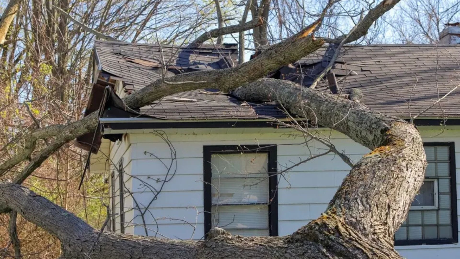 fallen tree branch on house roof showing property damage risk from weak limbs
