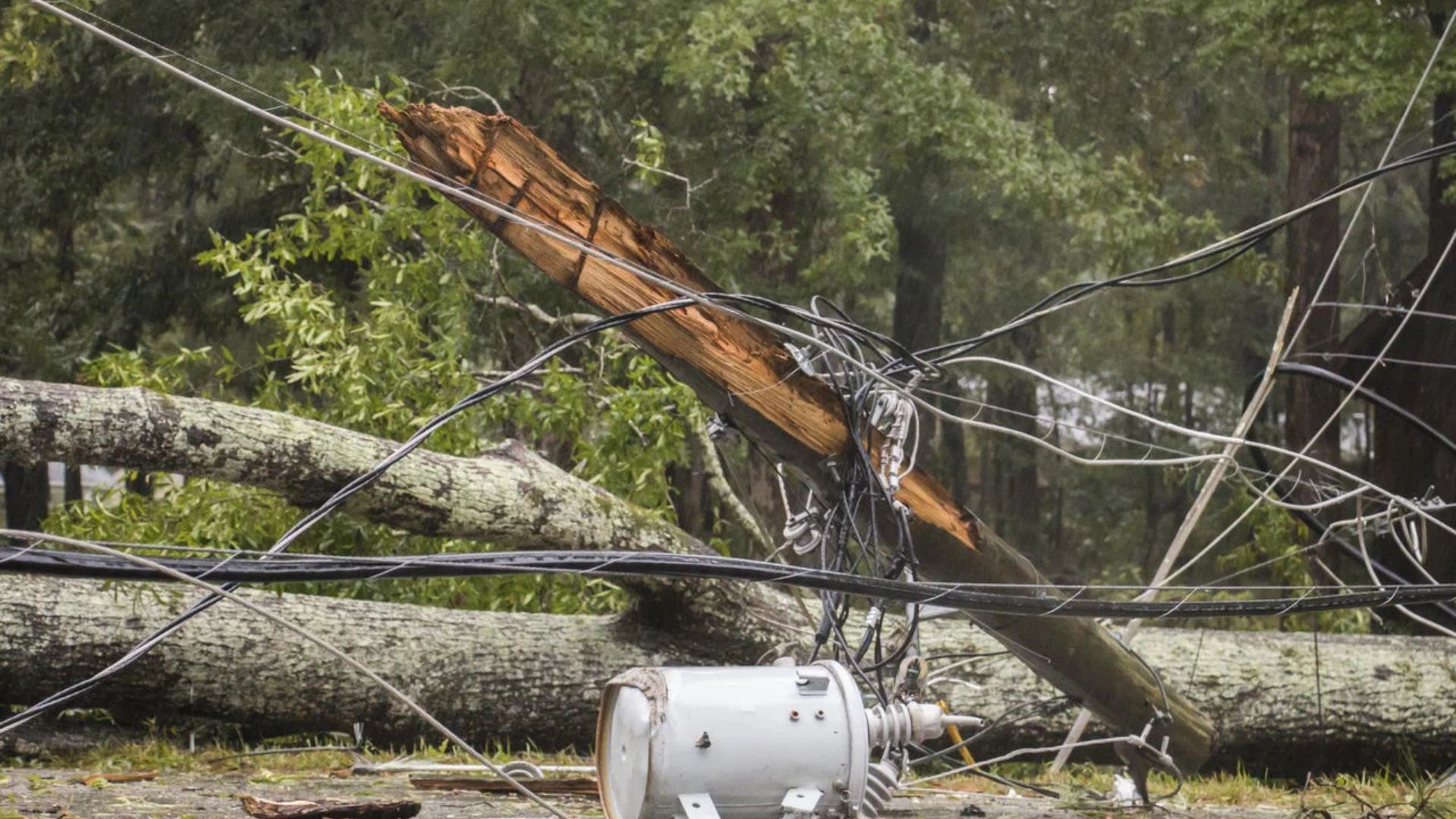 storm damaged tree with broken trunk showing need for preventive pruning