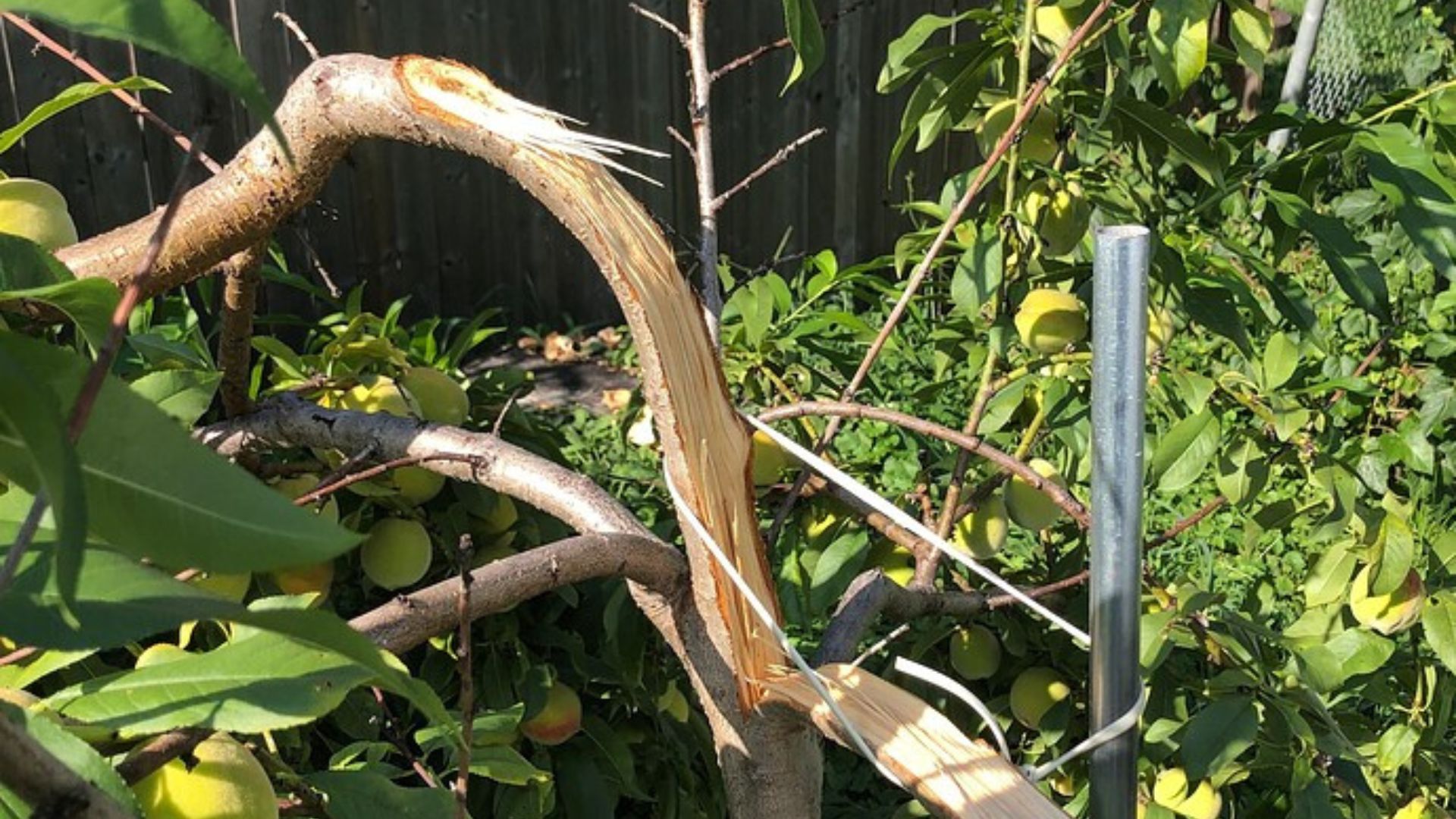 cracked tree branch showing structural weakness and risk of failure